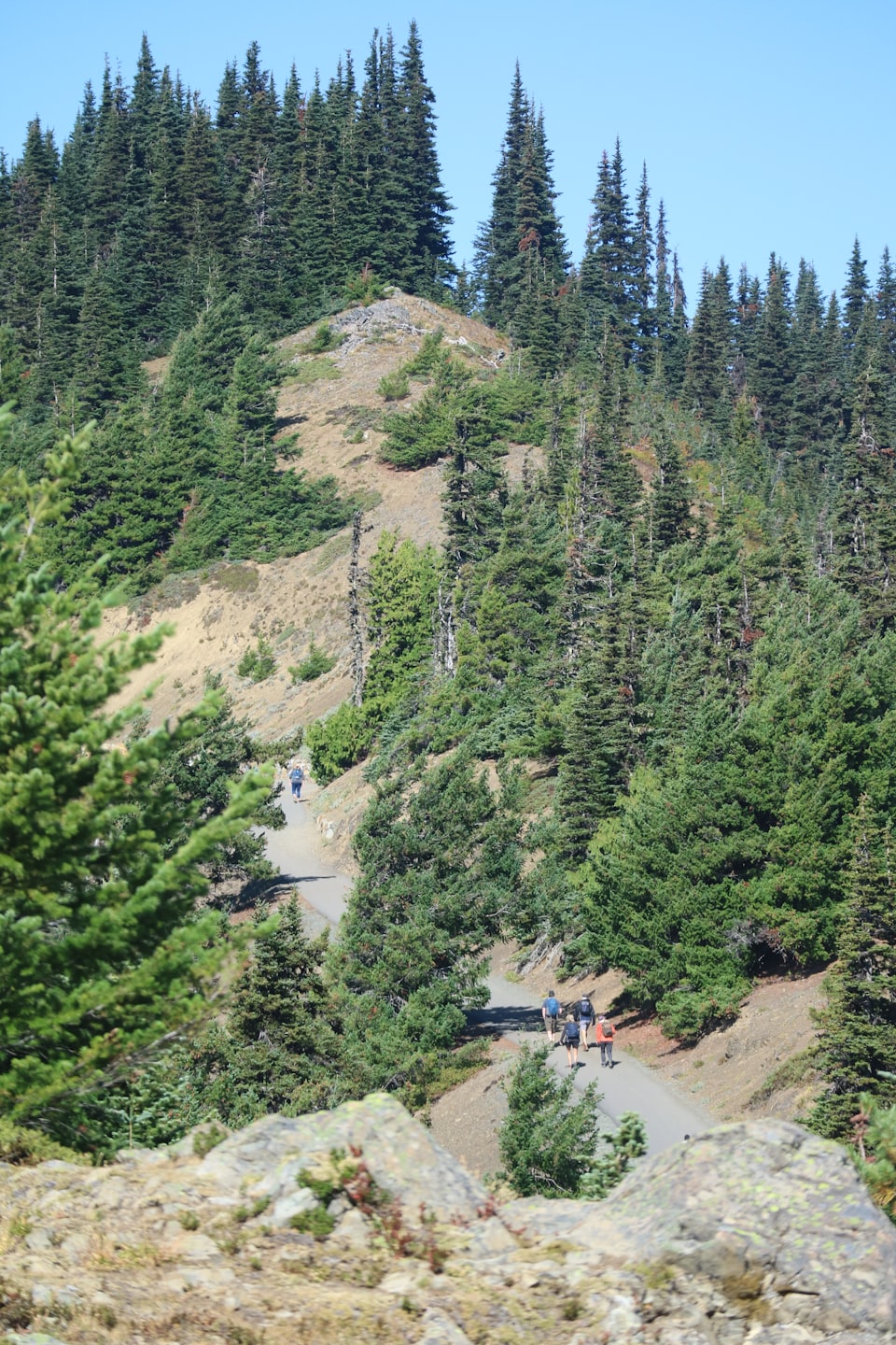 Hikers walk along a winding paved path through a forest.